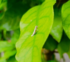 Culladia hastiferalis