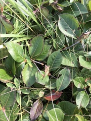 Viburnum cassinoides