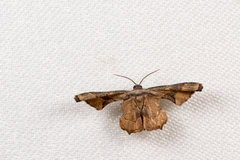 Monobolodes prunaria