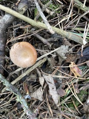 Lactarius deterrimus