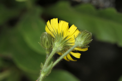 Hieracium amplexicaule