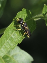 Ectemnius cephalotes