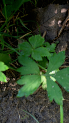 Hydrophyllum virginianum