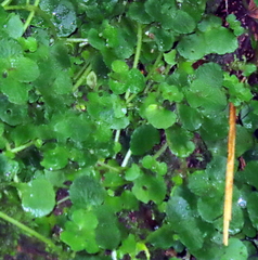 Hydrocotyle hirta