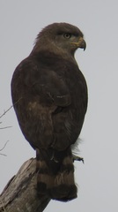 Circaetus fasciolatus