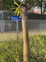 Pachypodium lamerei