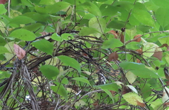 Lonicera periclymenum