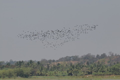 Plegadis falcinellus