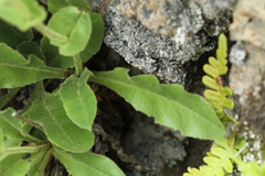 Hieracium amplexicaule