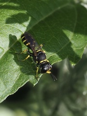 Ectemnius cephalotes
