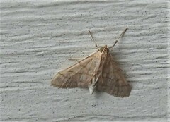 Paracorsia repandalis