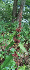 Rumex sanguineus