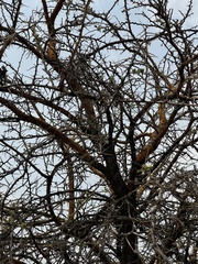 Vachellia rehmanniana