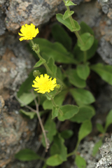 Hieracium amplexicaule