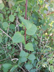 Cissampelos capensis