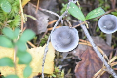 Cantharellula umbonata