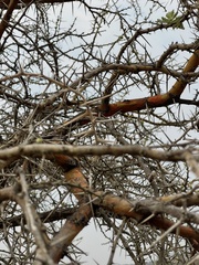 Vachellia rehmanniana