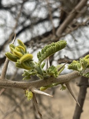 Vachellia rehmanniana