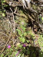 Centranthus calcitrapae