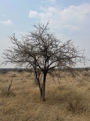 Vachellia rehmanniana