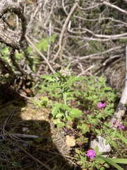 Centranthus calcitrapae