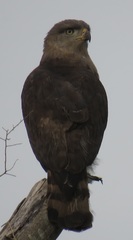 Circaetus fasciolatus