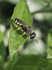 Ectemnius cephalotes