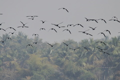 Plegadis falcinellus