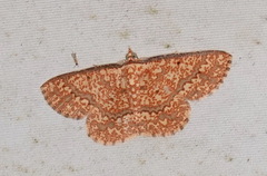 Synegia imitaria