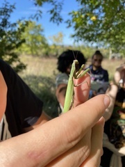 Mantis religiosa
