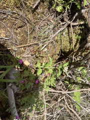 Centranthus calcitrapae