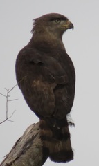Circaetus fasciolatus