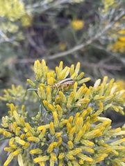 Trirhabda canadensis