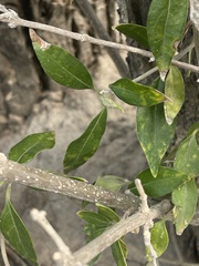 Volkameria glabra