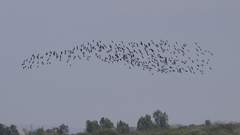 Plegadis falcinellus