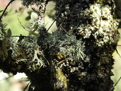 Evernia