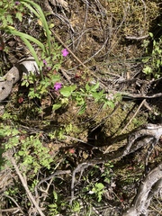 Centranthus calcitrapae