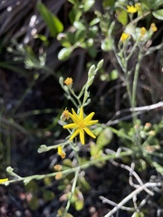 Pityopsis tracyi