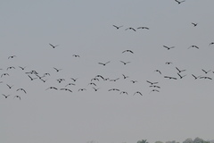 Plegadis falcinellus