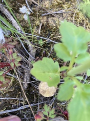 Centranthus calcitrapae