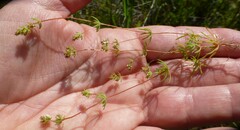 Adenogramma glomerata