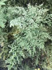 Artemisia annua