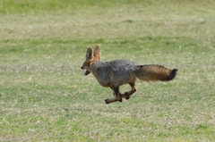 Vulpes chama