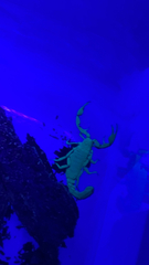 Vaejovis carolinianus