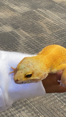 Eublepharis macularius