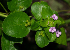 Teedia lucida