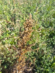 Rumex pseudonatronatus