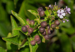 Teedia lucida