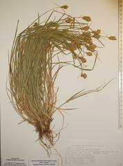 Carex crawfordii