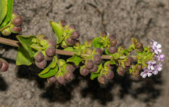 Teedia lucida